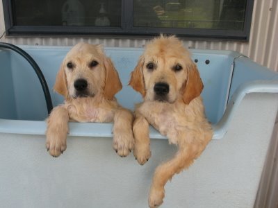 golden-retriever-puppies-bath-time-washington-bella