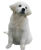golden-retriever-puppies-for-sale-bluebreeze-kennels-breeder