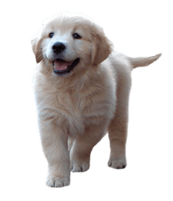 bluebreeze-kennels-golden-retriever-showdogs-puppies